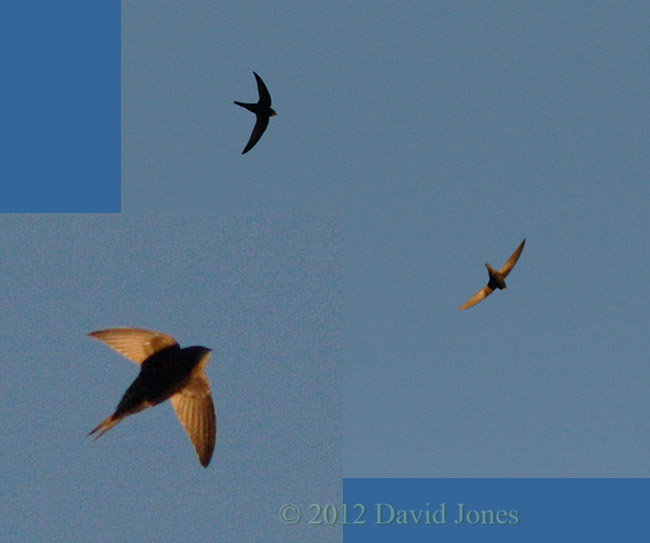 Common Swifts overhead at 8pm, 1 May 2012