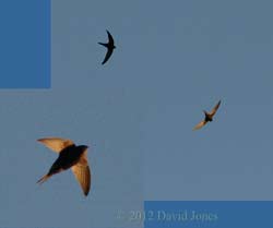 Common Swifts overhead at 8pm, 1 May 2012