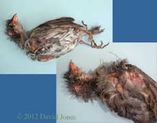 Sparrow chick killed by Swift, 2 May 2012