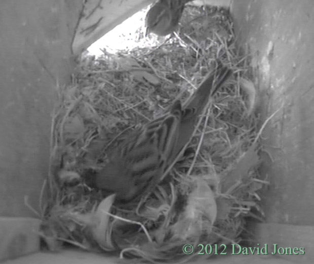 Sparrows inspect SW(le), 2 May 2012