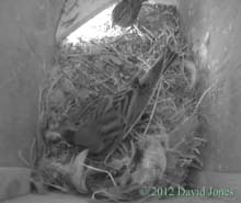 Sparrows inspect SW(le), 2 May 2012