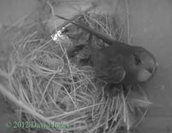 Male Sparrow ventures into nest with swift present, 2 May 2012