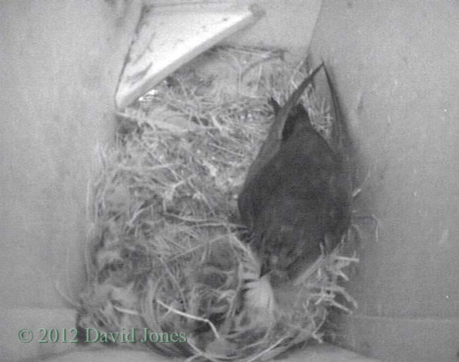 The Swift returns to SW(le) at 8.20pm, 2 May 2012