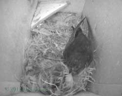 The Swift returns to SW(le) at 8.20pm, 2 May 2012