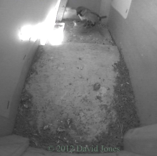 Sparrows mating in SW(up), 3 May 2012