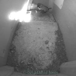 Sparrows mating in SW(up), 3 May 2012