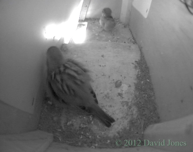 Sparrows in SW(up) this evening, 3 May 2012