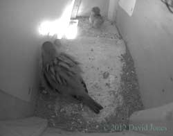 Sparrows in SW(up) this evening, 3 May 2012