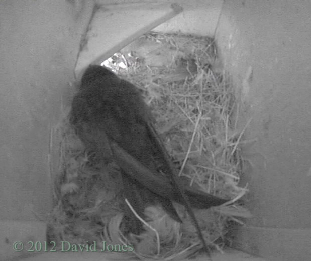 Swift in SW(le) this evening, 3 May 2012