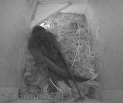 Swift in SW(le) this evening, 3 May 2012