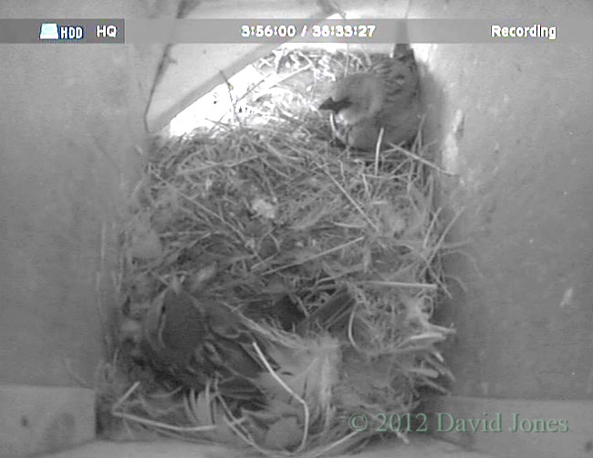 Sparrows in SW(le) this morning, 4 May 2012