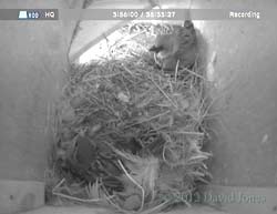 Sparrows in SW(le) this morning, 4 May 2012