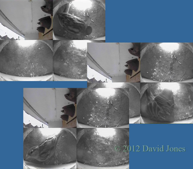 Sparrow female visits House Martin nests, 4 May 2012