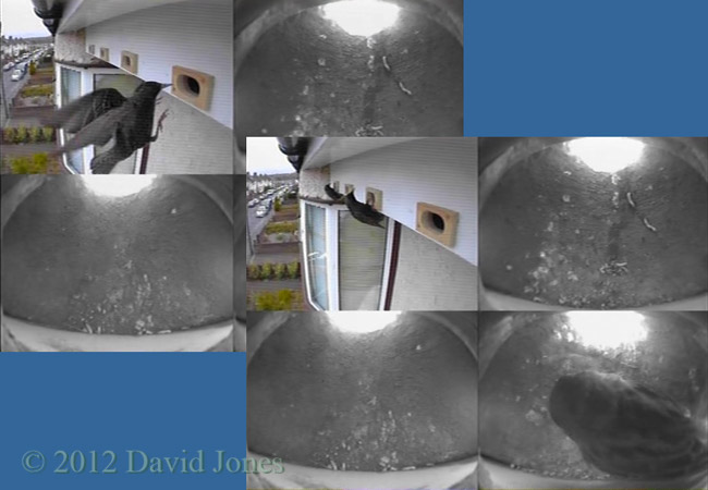 Starlings check out new Swift boxes, 5 May 2012