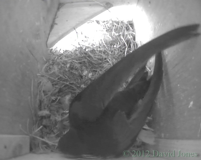 Swift arrives in SW(le) this morning, 5 May 2012