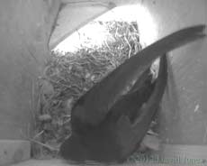 Swift arrives in SW(le) this morning, 5 May 2012