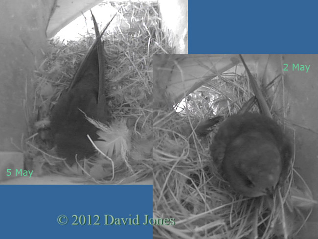 Trying to compare Swift images, 5 May 2012