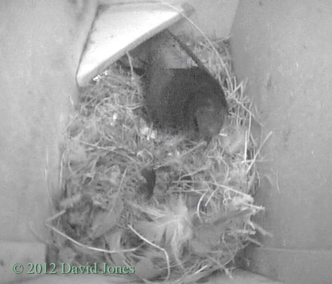 Swift returns tonight, 5 May 2012