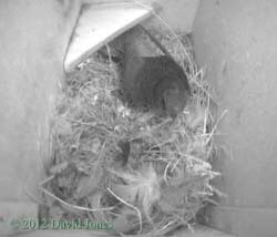 Swift returns tonight, 5 May 2012