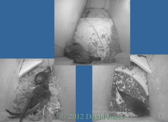 Birds in residence tonight, 10 May 2012