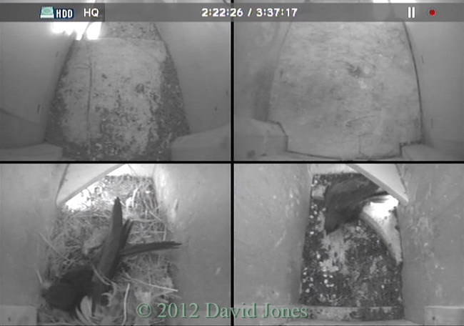 A second Swift arrives, 7.22am 10 May 2012