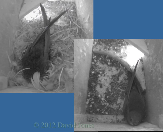 A second Swift arrives - 2,  10 May 2012