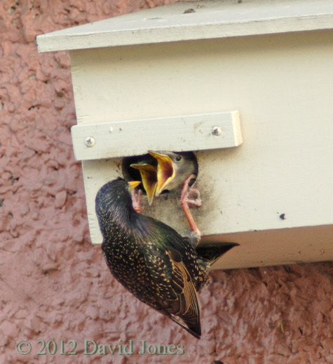 Starling and its two chicks, 11 May 2012