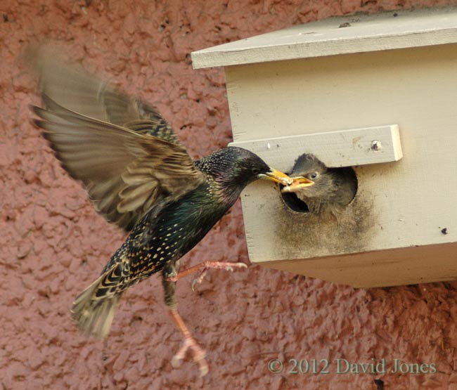 Starling feeds its chick without landing, 11 May 2012