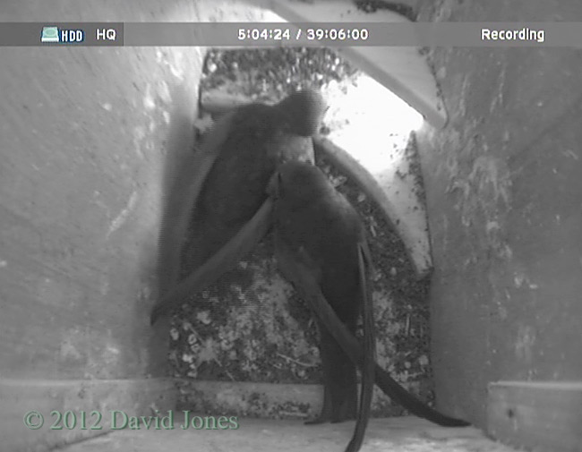 Swift pair in SW(ri), 11 May 2012