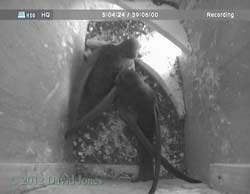 Swift pair in SW(ri), 11 May 2012