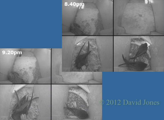 The nest box inhabitants tonight, 12 May 2012
