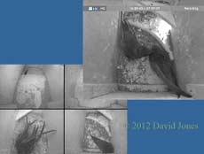 Two Swifts in SW(ri) for a short time, 16 May 2012