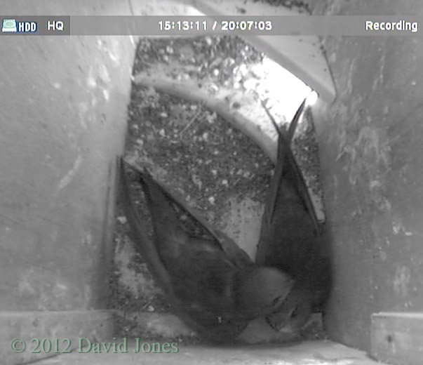 Swift pair in SW(ri), 17 May 2012