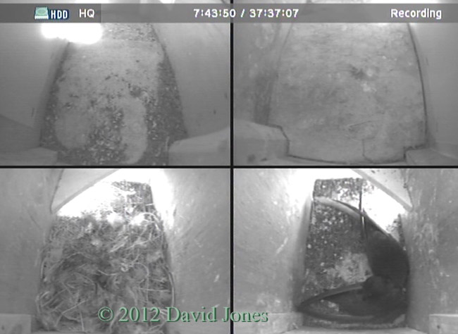 Swift pair in SW(ri), 11.43am 20 May 2012