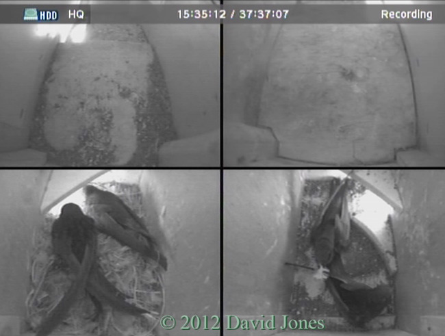 Second Swift with feather enters SW(ri), 7.35pm 20 May 2012