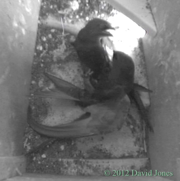 Swift 'intruder' forced to leave SW(ri), 7.35pm 20 May 2012