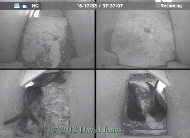 Second Swift enters SW(ri) again at 8.17pm, 20 May 2012