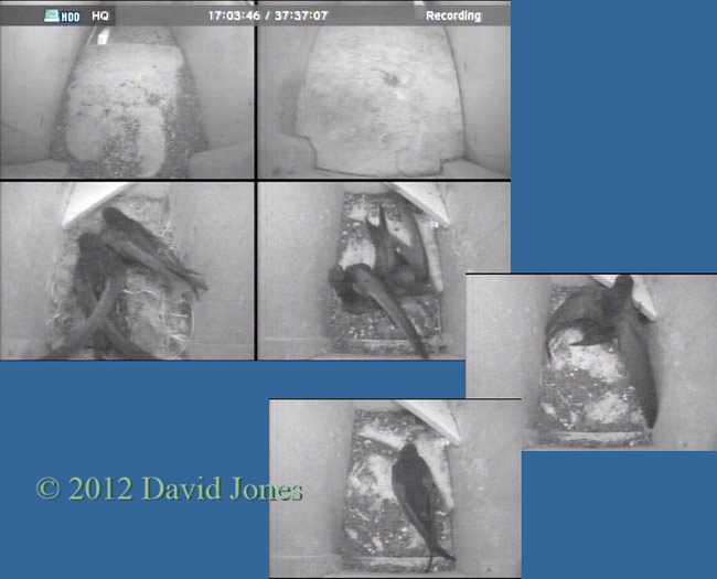 Second Swift enters & is forced out of SW(ri) at 9.03pm, 20 May 2012