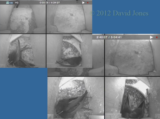 Early morning visitor in SW(ri), 26 May 2012