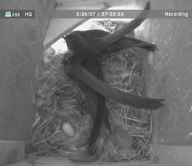 First egg laid in SW(le), 26 May 2012