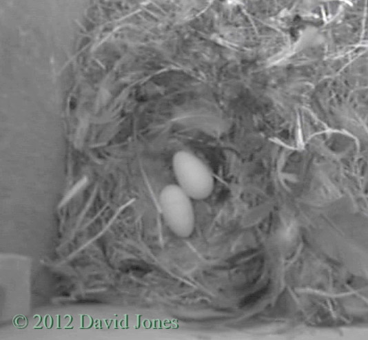 Second egg laid by Swift in SW(le), 28 May 2012