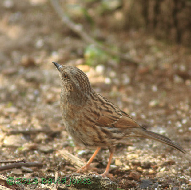 A dunnock starts visiting again, 10 April 2013