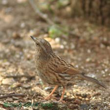 A dunnock starts visiting again, 10 April 2013