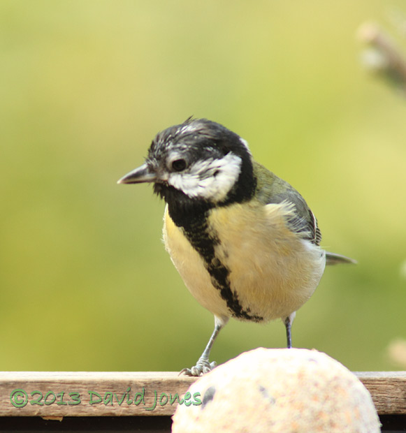 Female Great Tit showing new feather growth around eye, 10 April 2013