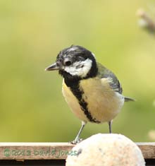 Female Great Tit showing new feather growth around eye, 10 April 2013