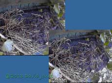 The monitored site showing movement of straw around 2.35pm, 11 April 2013