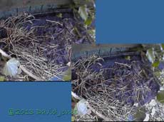 The monitored site showing movement of straw around 2.35pm, 11 April 2013