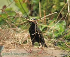 A Starling collects straw for its nest, 11 April 2013
