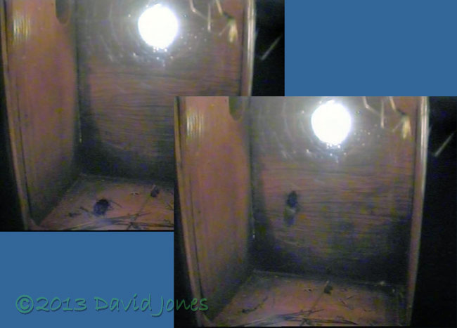 A Bumblebee visits the BT/GT nestbox, 12 April 2013