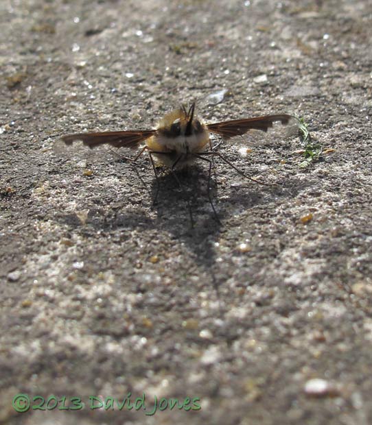 First Bee-fly seen this year, 17 April 2013